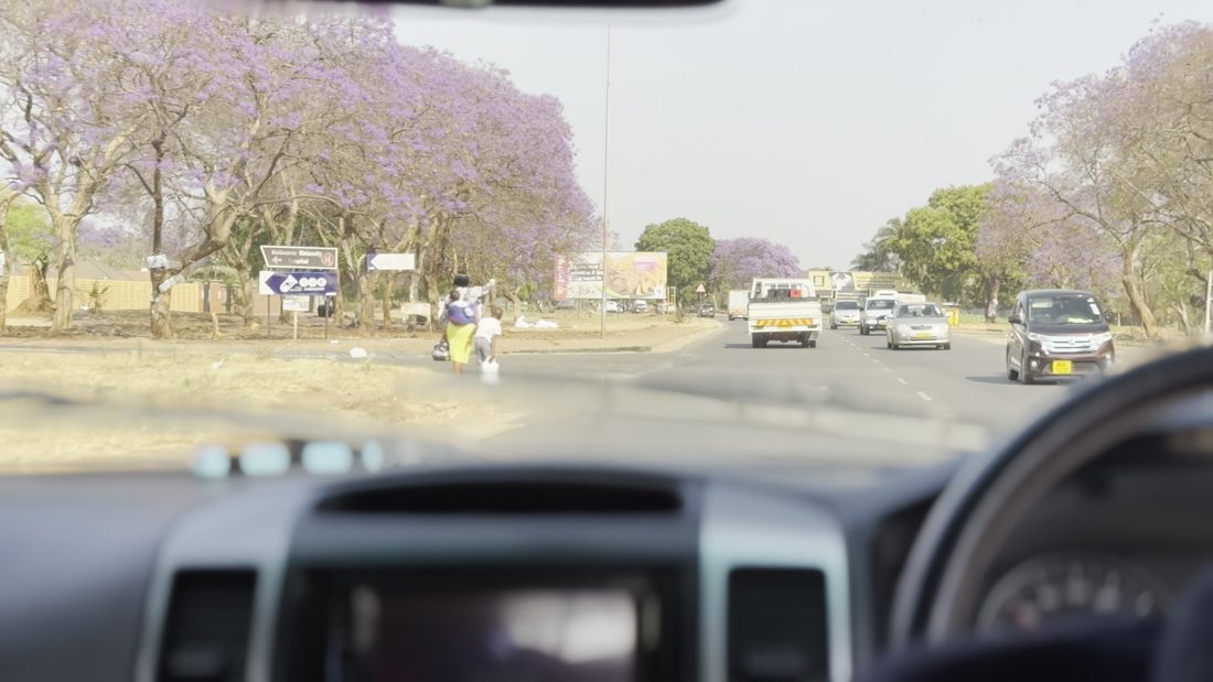 Jacaranda-lined city street